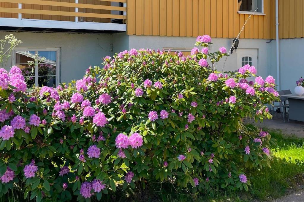 Cosy And Well-Equipped Apartment With Free Parking Trondheim Exterior photo